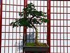 Flowering Brazilian Raintree Bonsai Tree   Med.   9 years old, 10 