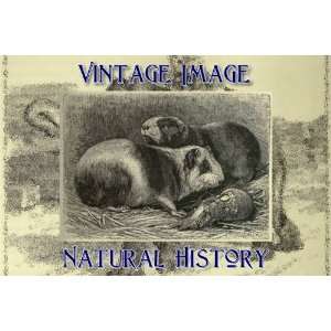   Print Vintage Natural History Image The Guinea Pig