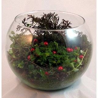partridge berry bowl terrarium kit great gift easy by hirts house 