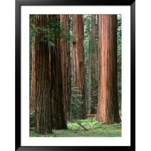 Coast Redwood Trees, Humboldt Redwoods State Park, USA Photography 