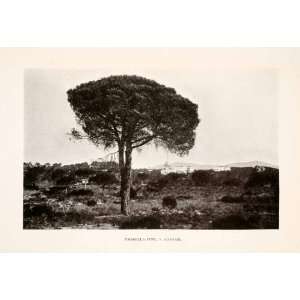 1905 Halftone Print Umbrella Stone Pine Tree Landscape Cote dAzur 