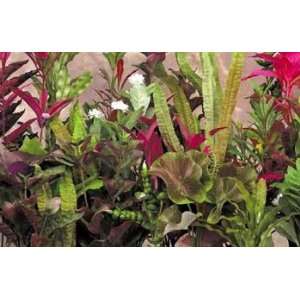  Seagarden Fw Red Crinkle Leaf Large