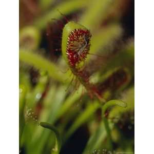  Mosquito Trapped by a Sundew, Carnivourous Plant, Drosera 
