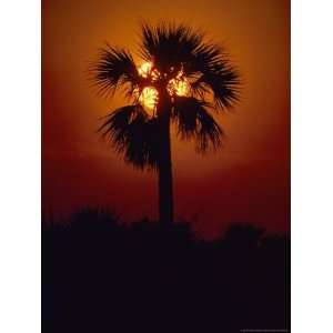  Silhouette of a Palm Tree Shot against a Setting Sun 