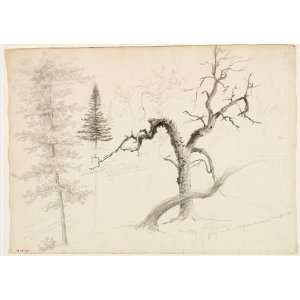   Thomas Cole   24 x 16 inches   Maple, Balsam Fir, Pine