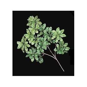 Autograph Foliages P 914   19 Inch Pittosporum Branch   Green   Dozen