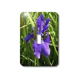  Jackie Popp Nature N Wildlife flowers   blue iris   Light 