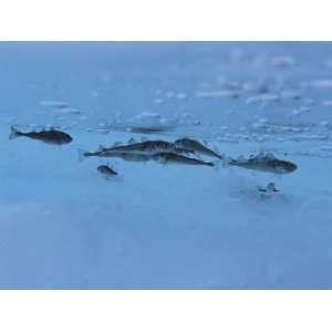  5 Inch Arctic Cod Hide from Predators in Hollows of Ice 