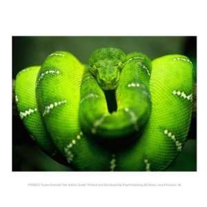  Green Emerald Tree Python Snake 10.00 x 8.00 Poster Print 