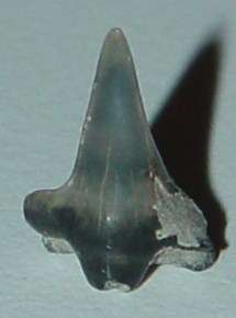 Large Museum Fossil Angel Squatina Shark Tooth Teeth  