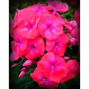  Coral Flame Tall Phlox Seed Packet Patio, Lawn & Garden