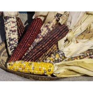  Multicolored Corn, a Native American Staple Crop Stretched 