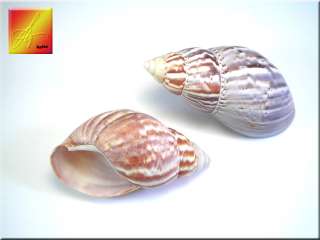 24 Large Japanese Land Snail Shells Hermit Crabs 2 3  