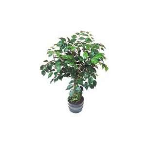    Silk Accent Plants, Ficus Tree in Round Pot   2 Ft.