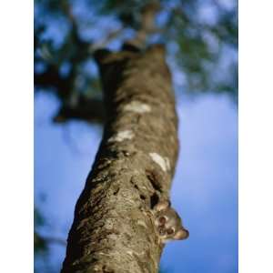  A Dwarf Lemur Looks out from its Nest in the Trunk of a Tree 